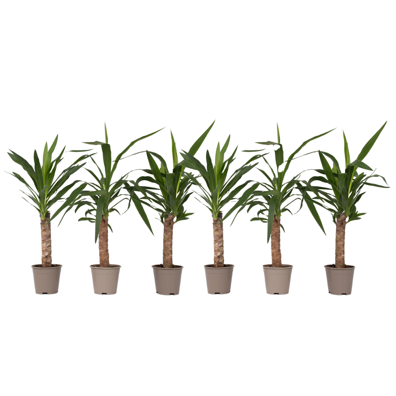 Common Yucca - 6 Pcs. - Yucca Elephantipes - Height 50-60cm - ⌀14cm | Set of 6 | Green