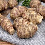 Jerusalem Artichoke 'fuseau' - Large Tubers | 10 x Bulbs | Brown