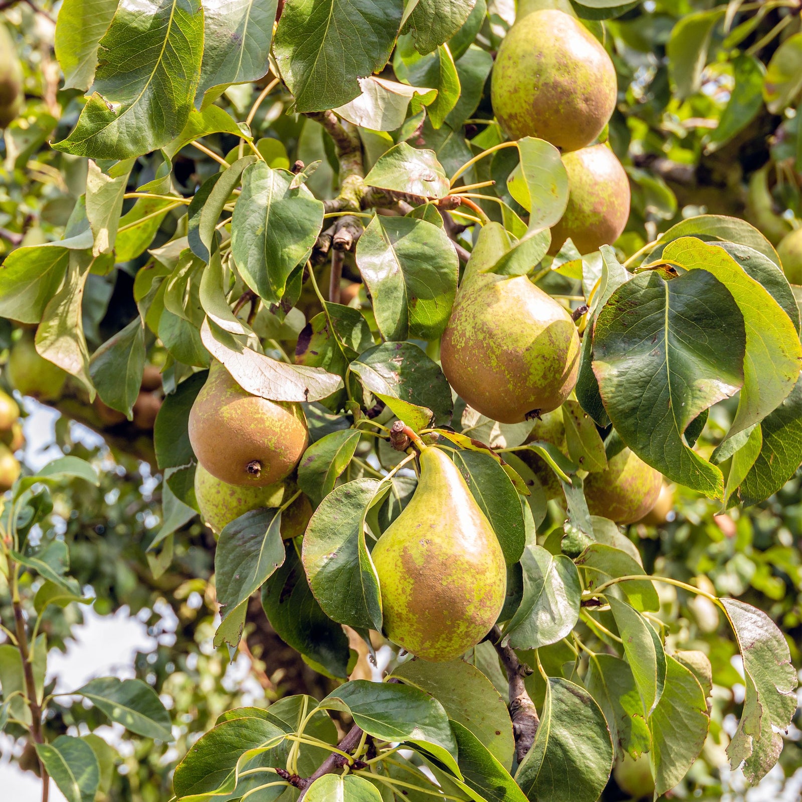 Pear Tree - Pyrus Communis 'conference' - Height 90-100cm - ⌀21cm