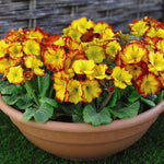 Polyanthus Firecracker Plugs | 24 x Plug Plants
