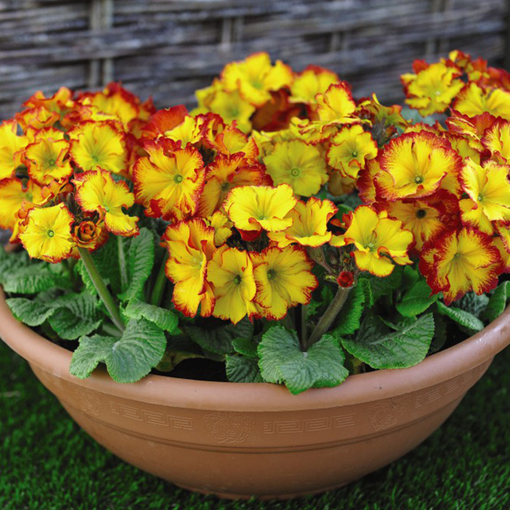 Polyanthus Firecracker Plugs | 24 x Plug Plants