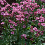 Astrantia 'button Cerise' - Cerise-pink Pincushion Perennial | 1 x 2L | Pink