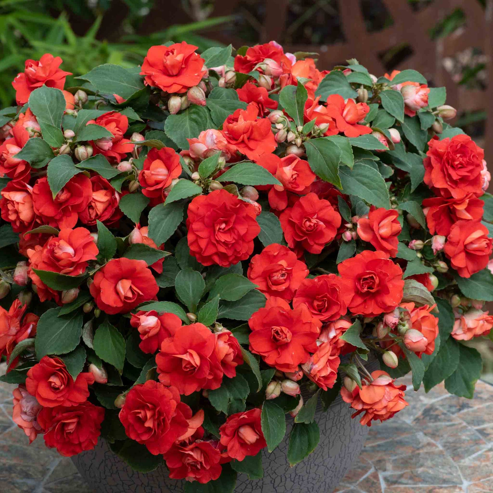 Busy Lizzie (impatiens) Double Bright Red | 6 x Plug Plants | Bright Red