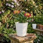 Hayloft Hydrangea Macrophylla 'rebellion Choco Love' & Pot