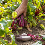 Beetroot Cylindra | 450 Seeds