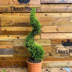 Spiral Cupressocyparis Castlewellan Gold Large 100cm Tall In A 12 Litre Pot