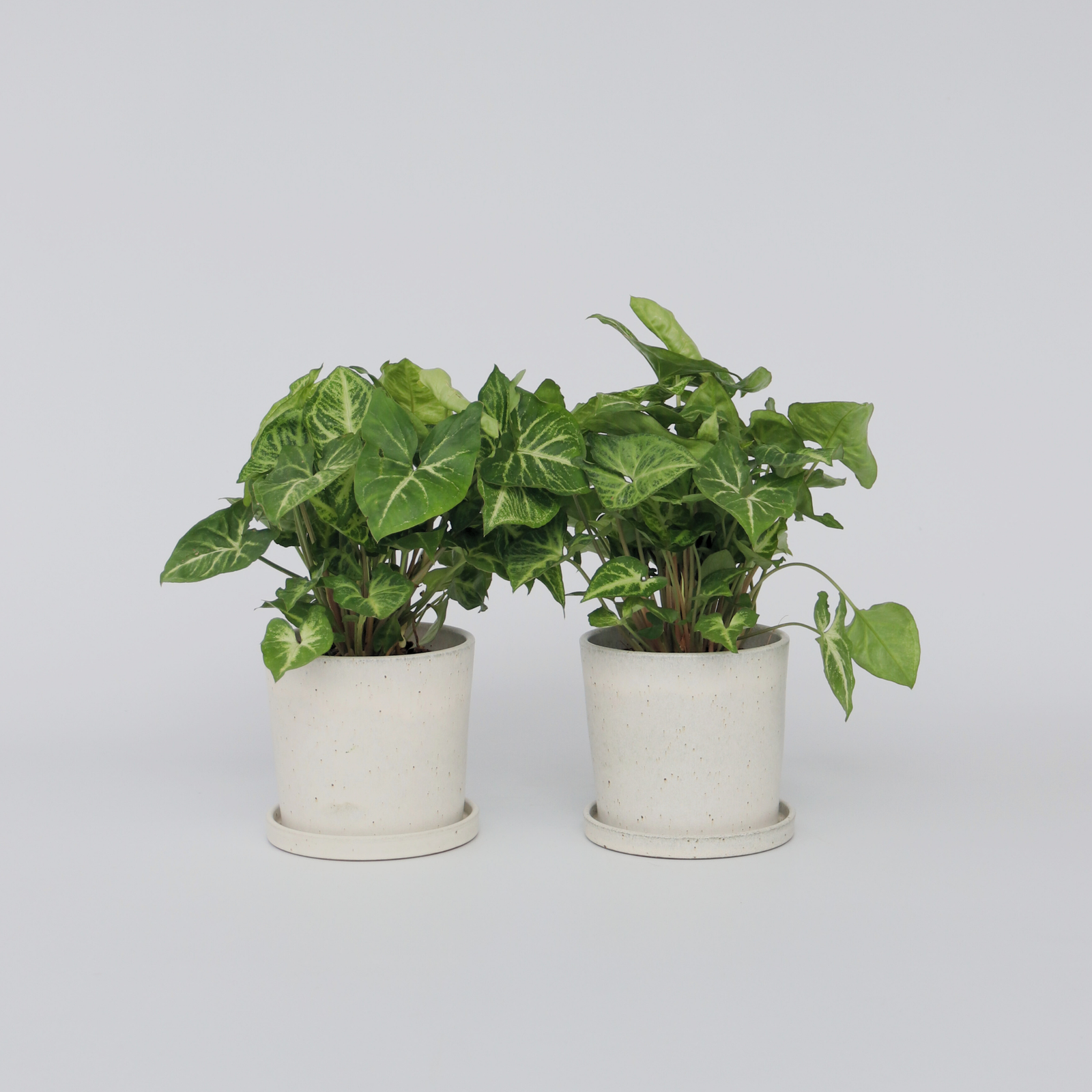 Arrowhead Plant Red Heart - 2 Pcs. - Syngonium 'pixie' - Height 25-40cm - ⌀12cm | Set of 2 | Green
