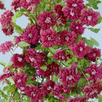 Clematis Viticella 'purpurea Plena Elegans' - 8cm Pots | Set-of-1 | Purple
