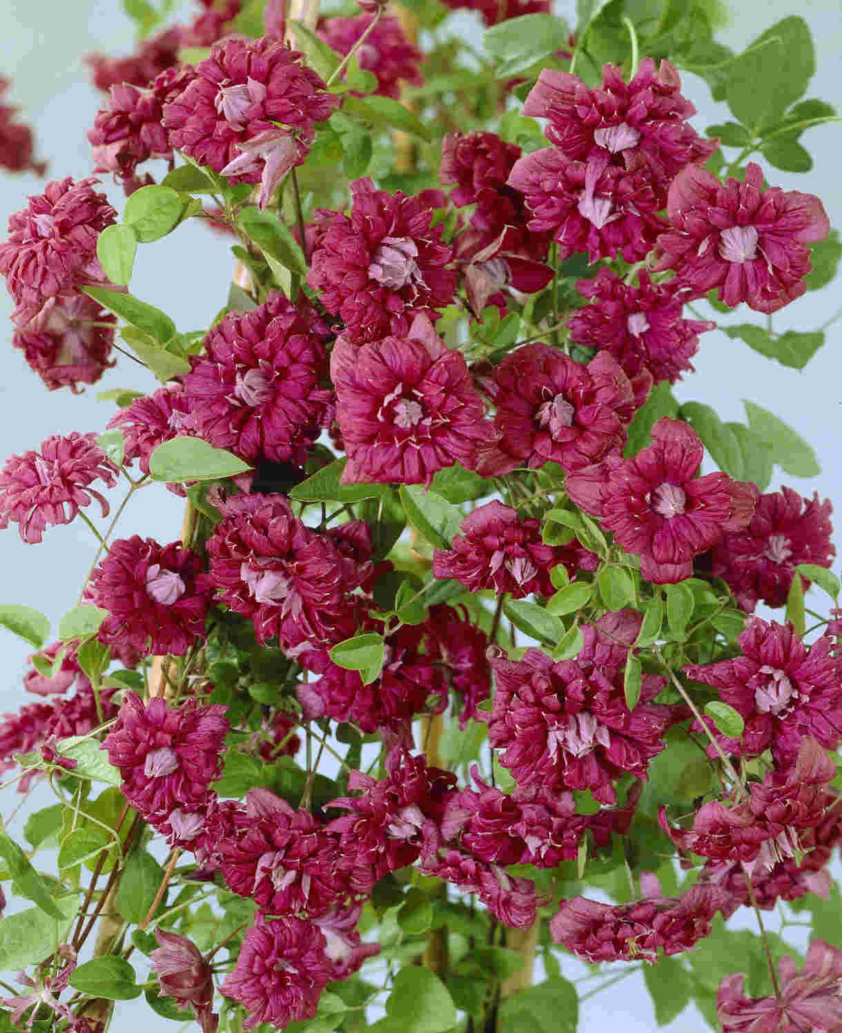 Clematis Viticella 'purpurea Plena Elegans' - 8cm Pots | Set-of-1 | Purple