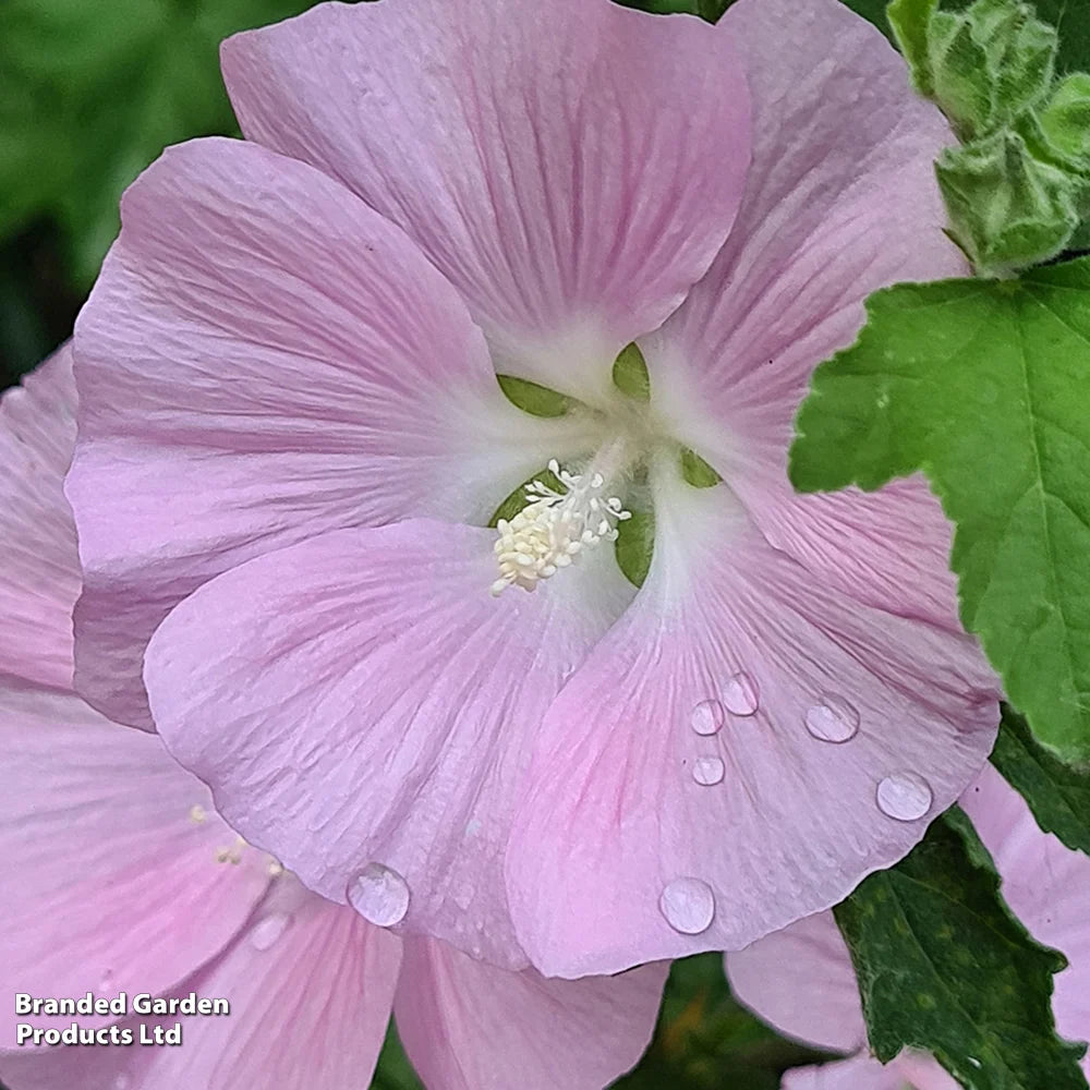 Lavatera Marshmallow Strawberry Cream 9cm Pot | 2 x 9cm