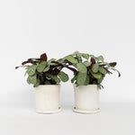 Never Never Plant - 2 Pcs. - Ctenanthe Burle-marxii 'amagris' - H25-35cm - ⌀14cm | Set of 2 | Green