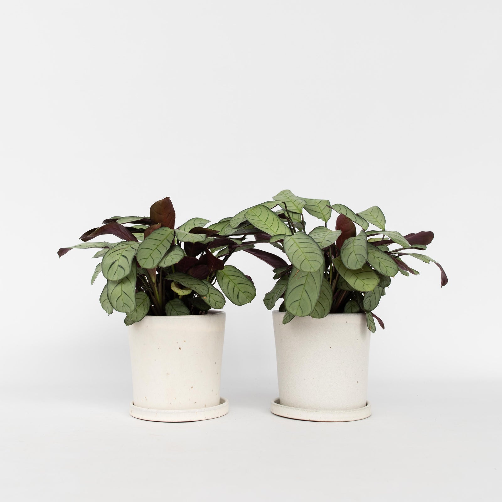 Never Never Plant - 2 Pcs. - Ctenanthe Burle-marxii 'amagris' - H25-35cm - ⌀14cm | Set of 2 | Green