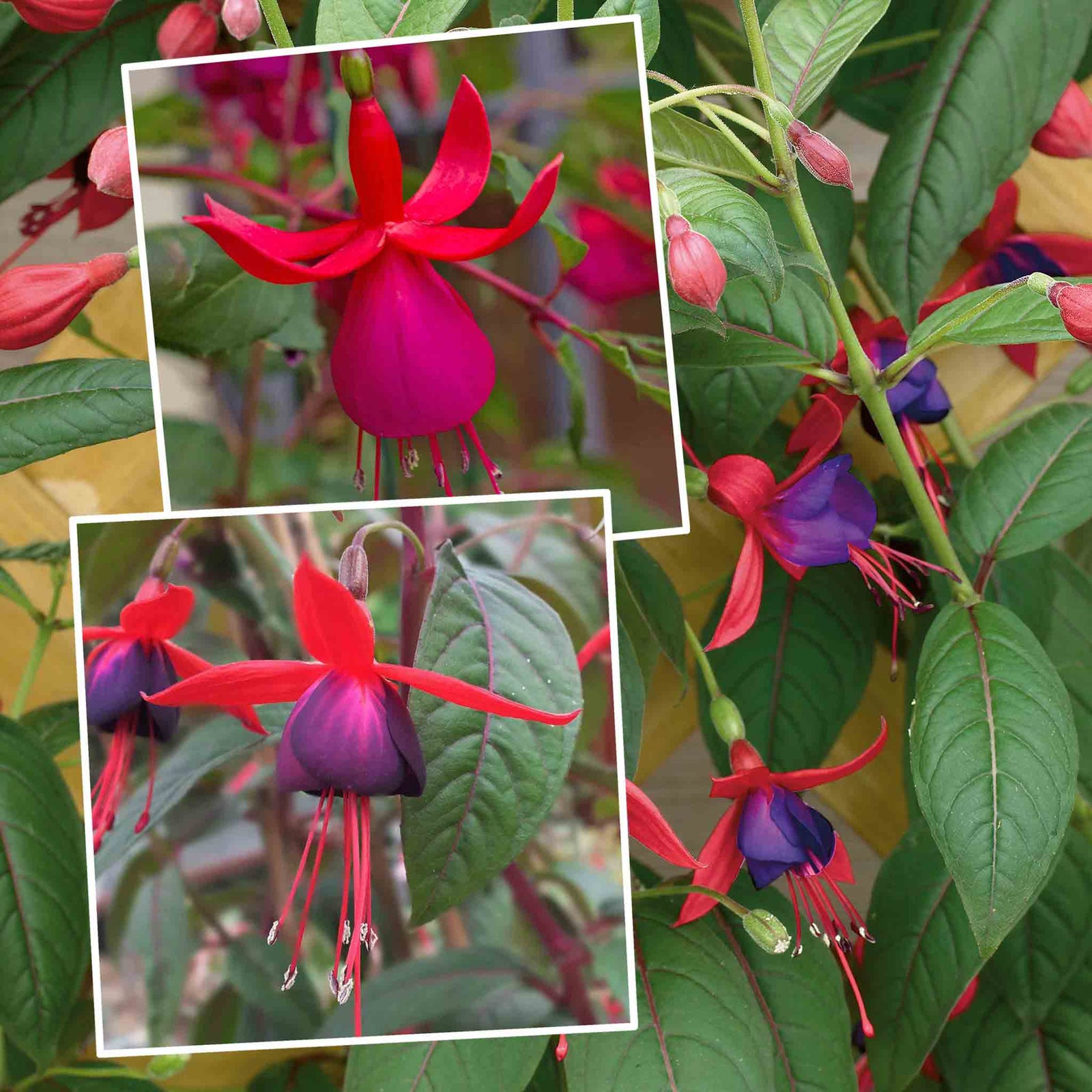 Fuchsia Climbing Collection Pink Fizz & Lady Boothby | 6 x Plug Plants | Multi