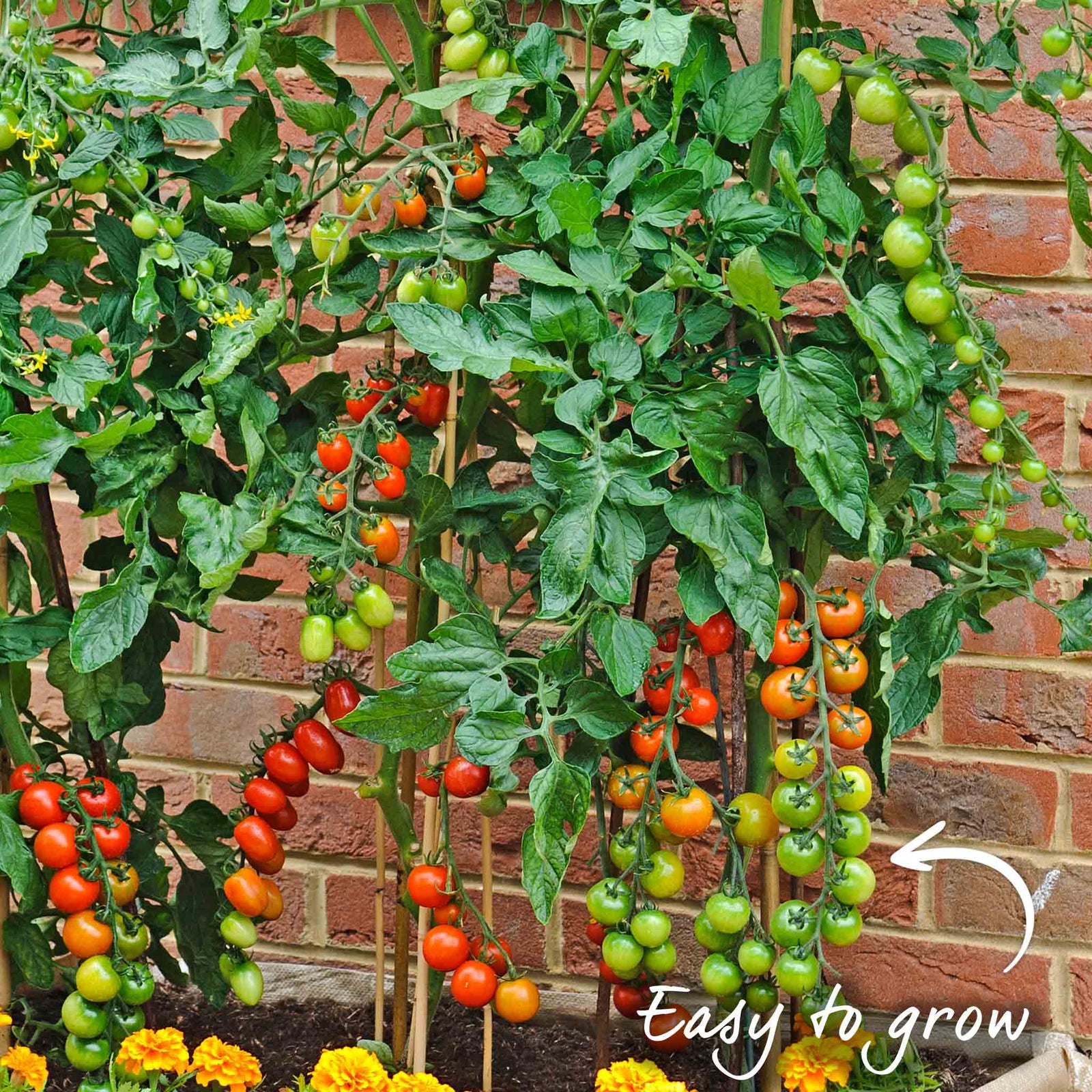 Sweet Million F1 Cherry Tomato Seeds | 15 Seeds