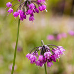 Hayloft Allium Cernuum Hidcote - 3 x 9cm pots