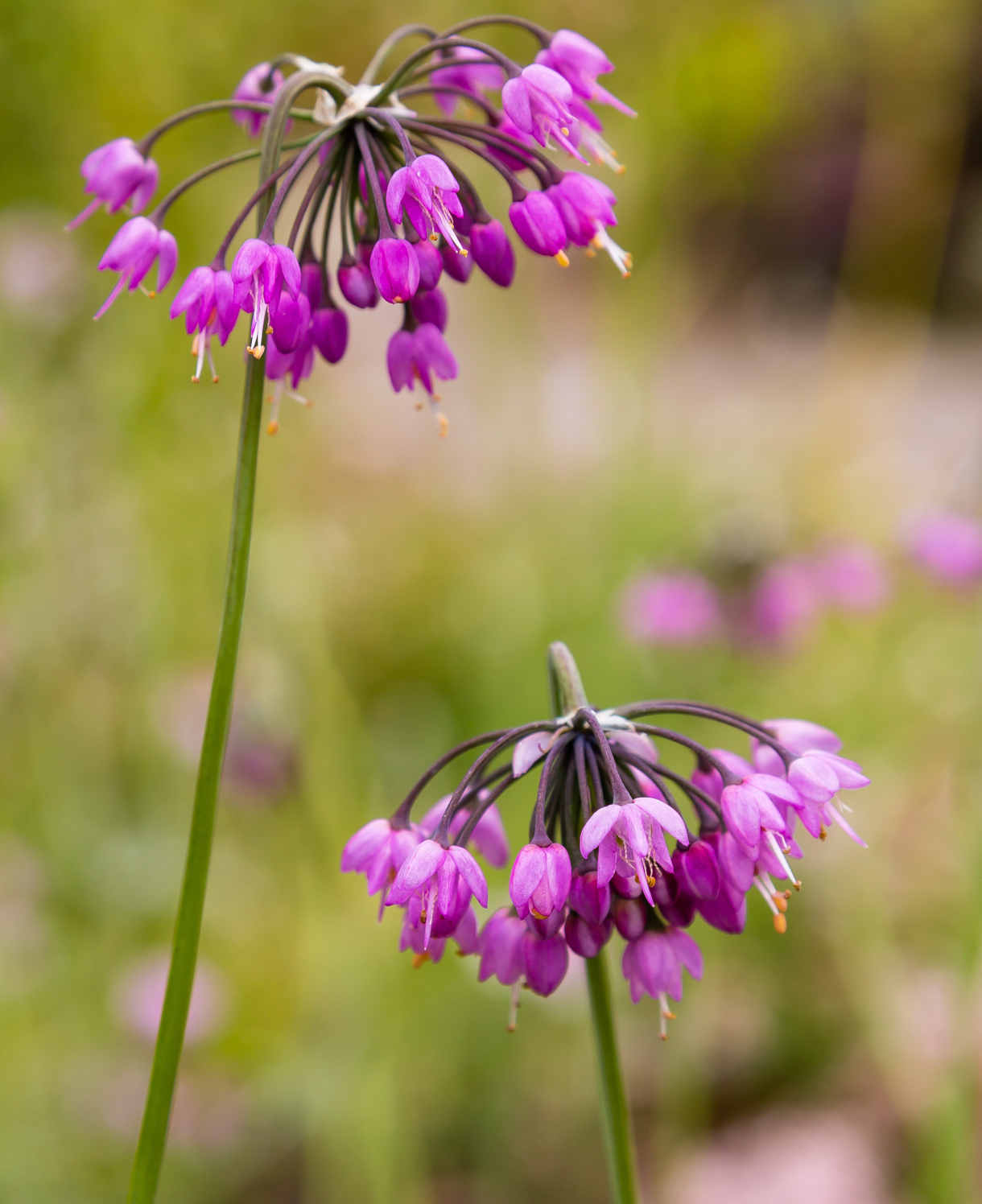 Hayloft Allium Cernuum Hidcote - 3 x 9cm pots