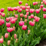 Thompson & Morgan Tulip Frilly Fringed Collection - 32 Bulbs