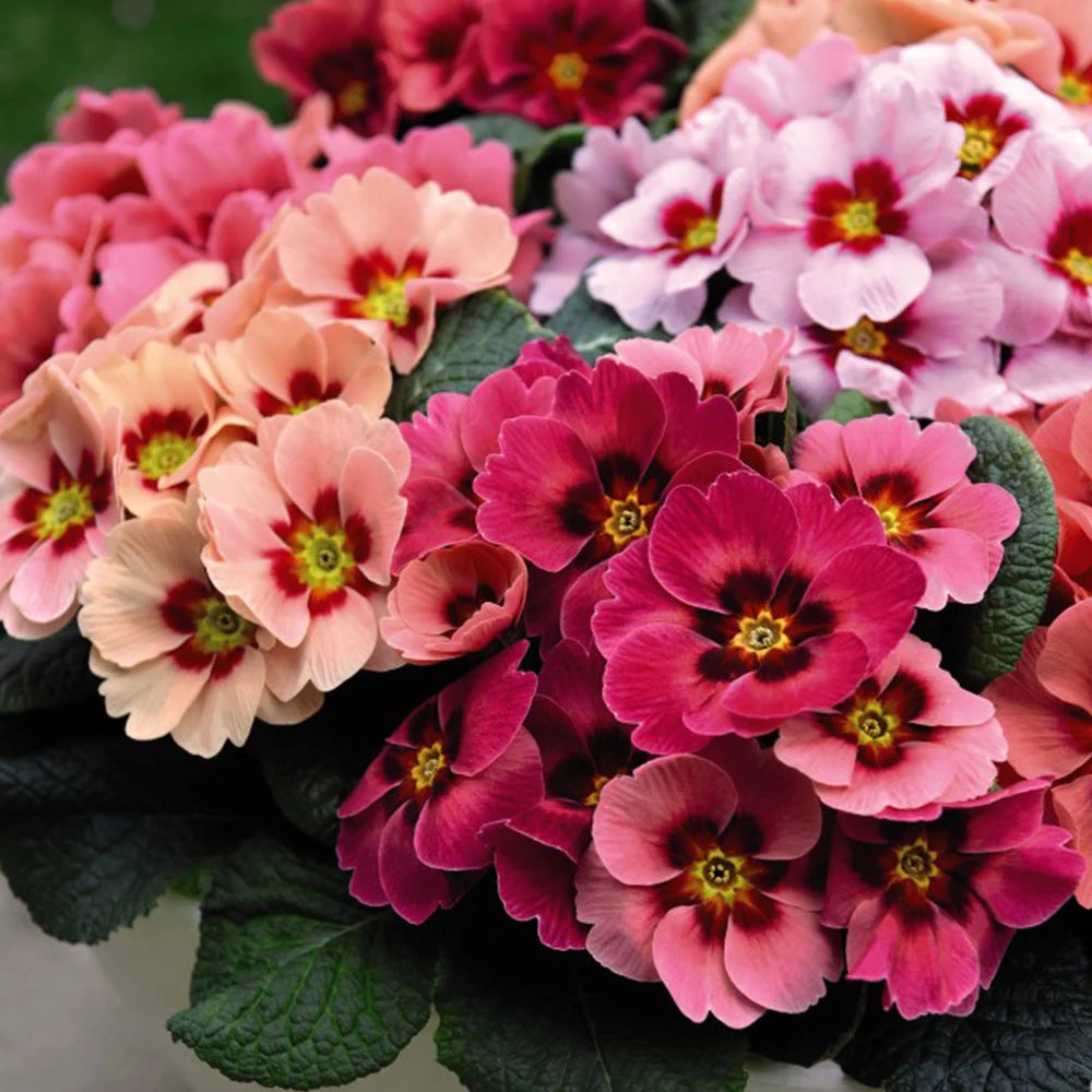 Primrose Husky Raspberry Punch Plugs | 60 x Plug Plants