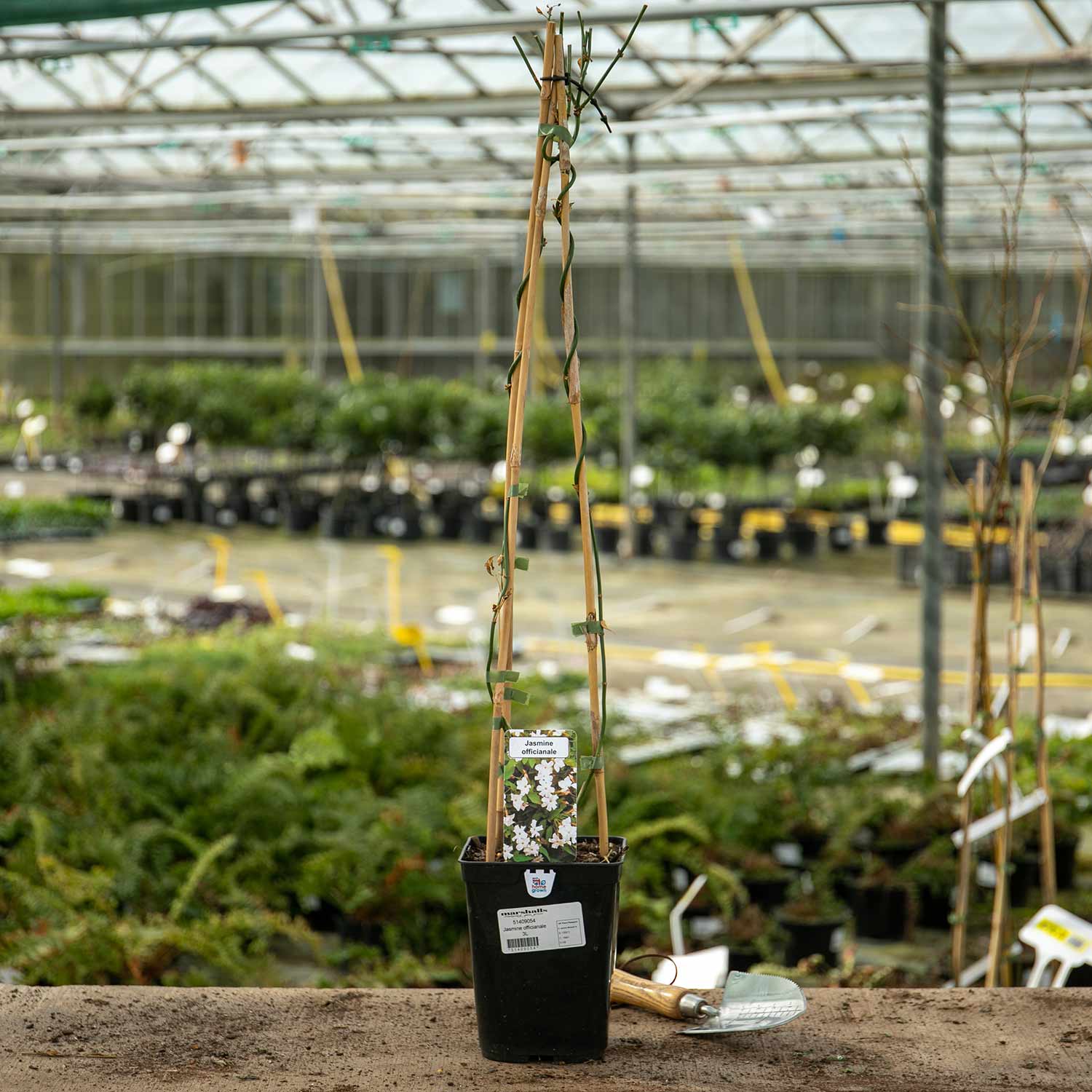 Jasmine (jasminum Officinale) Fragrant White Climber | 1 x 9cm | White