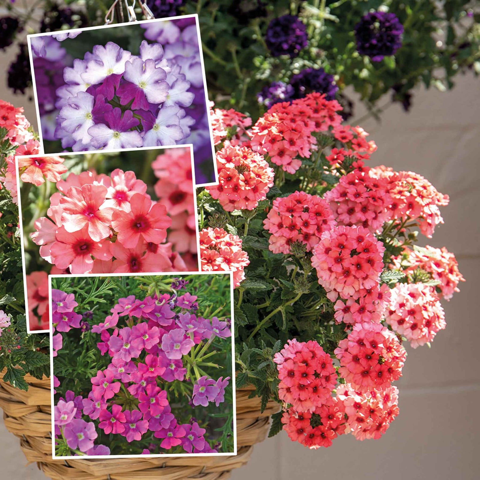 Verbena Plant Collection - 6 Or 12 , Showboat Mango, Mango Fizz, Vera Pink | 6 x Plug Plants | Multi Colour