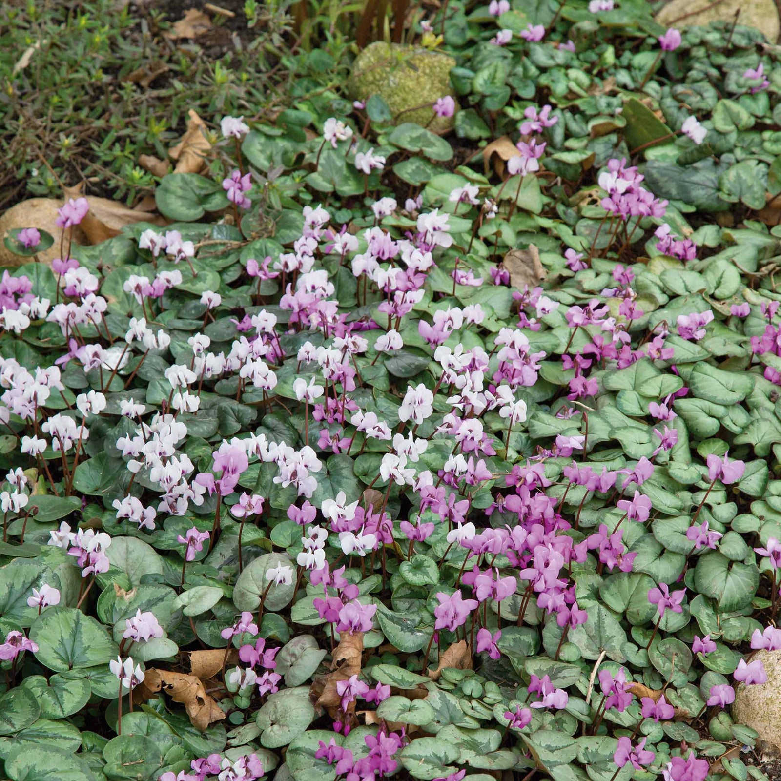 Cyclamen Coum | 5 x Bulbs | Red & White