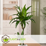 Dragon Tree - 2 Pcs. - Dracaena Deremensis 'janet Craig' - H60-70cm - ⌀17cm | Set of 2 | Green