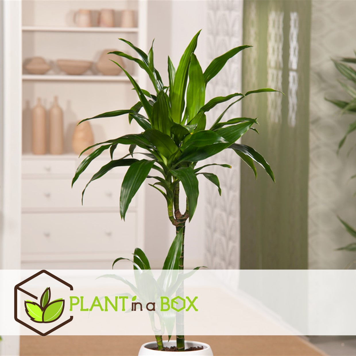 Dragon Tree - 2 Pcs. - Dracaena Deremensis 'janet Craig' - H60-70cm - ⌀17cm | Set of 2 | Green