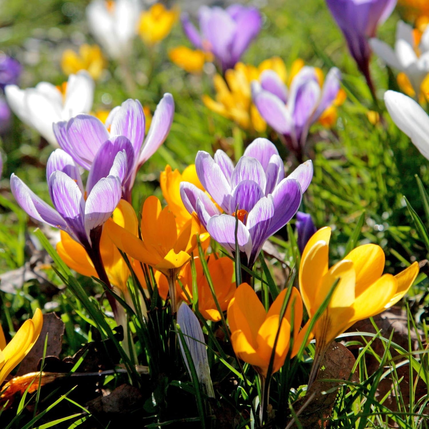 Marshalls Garden Crocus Corms Large Flowering Mix