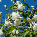 Philadelphus 'virginal' - Fragrant White Double-flowered Hardy Shrub | 1 x 9cm | White