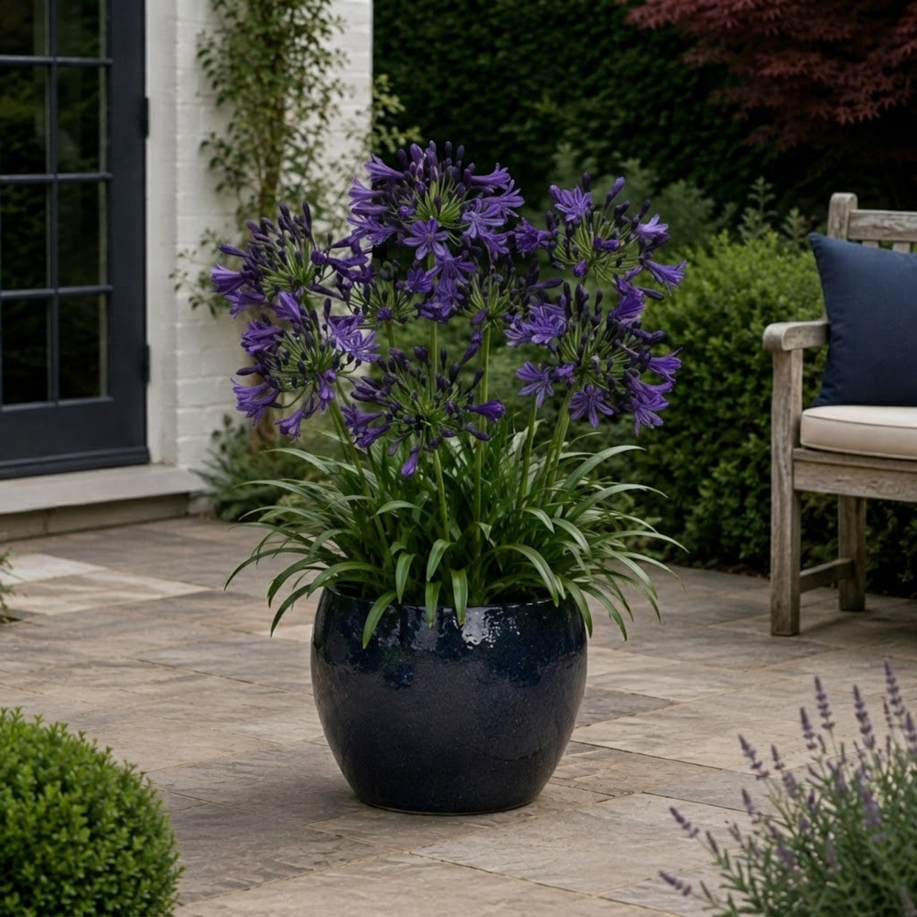 Agapanthus 'Royal Velvet' - Deep Purple-blue African Lily - 9cm Pot | 1 x 9cm | Purple