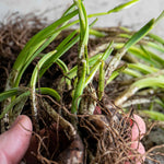 British Native Bluebells In The Green (shade-loving, Hardy) | 25 x Bulbs | Blue