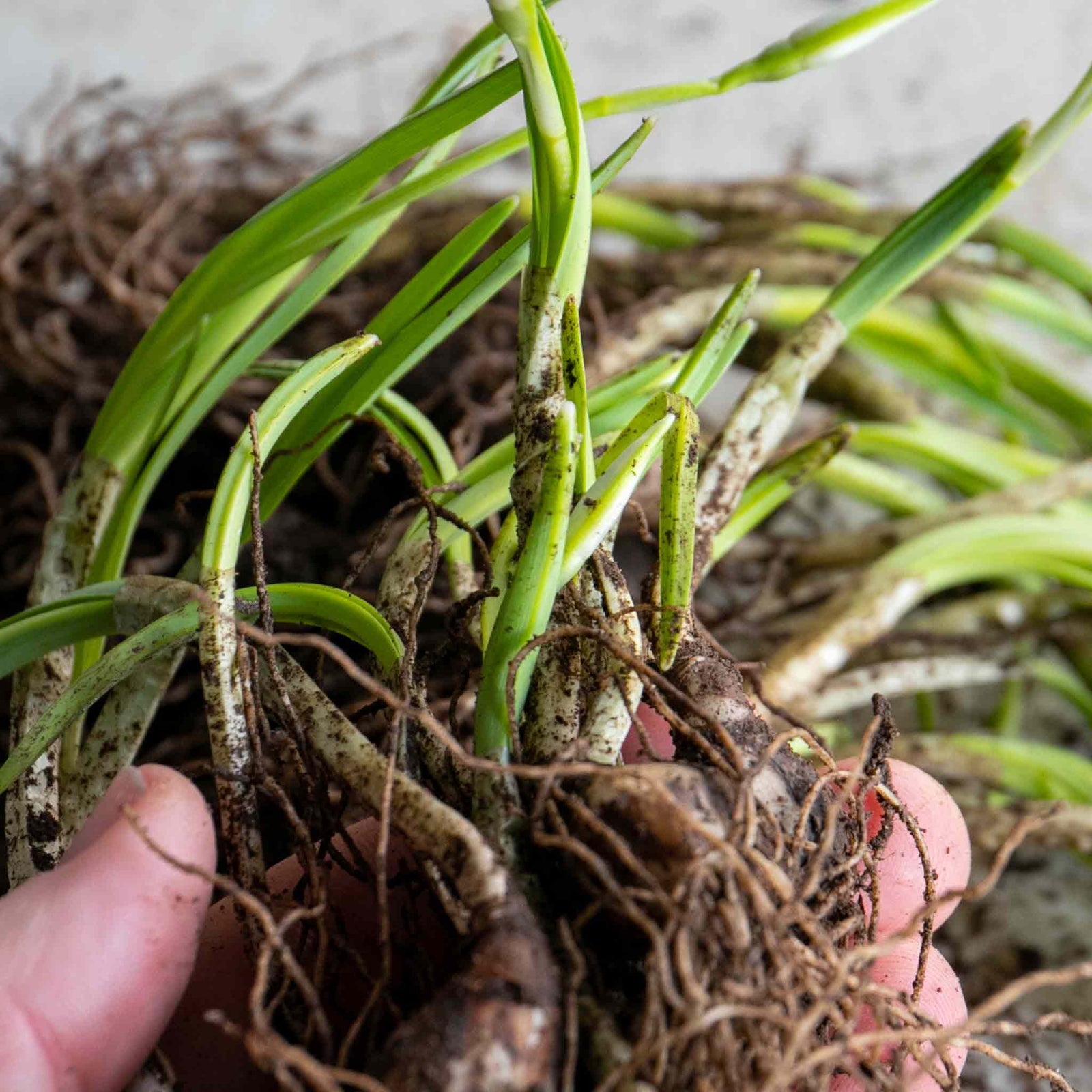 British Native Bluebells In The Green (shade-loving, Hardy) | 25 x Bulbs | Blue