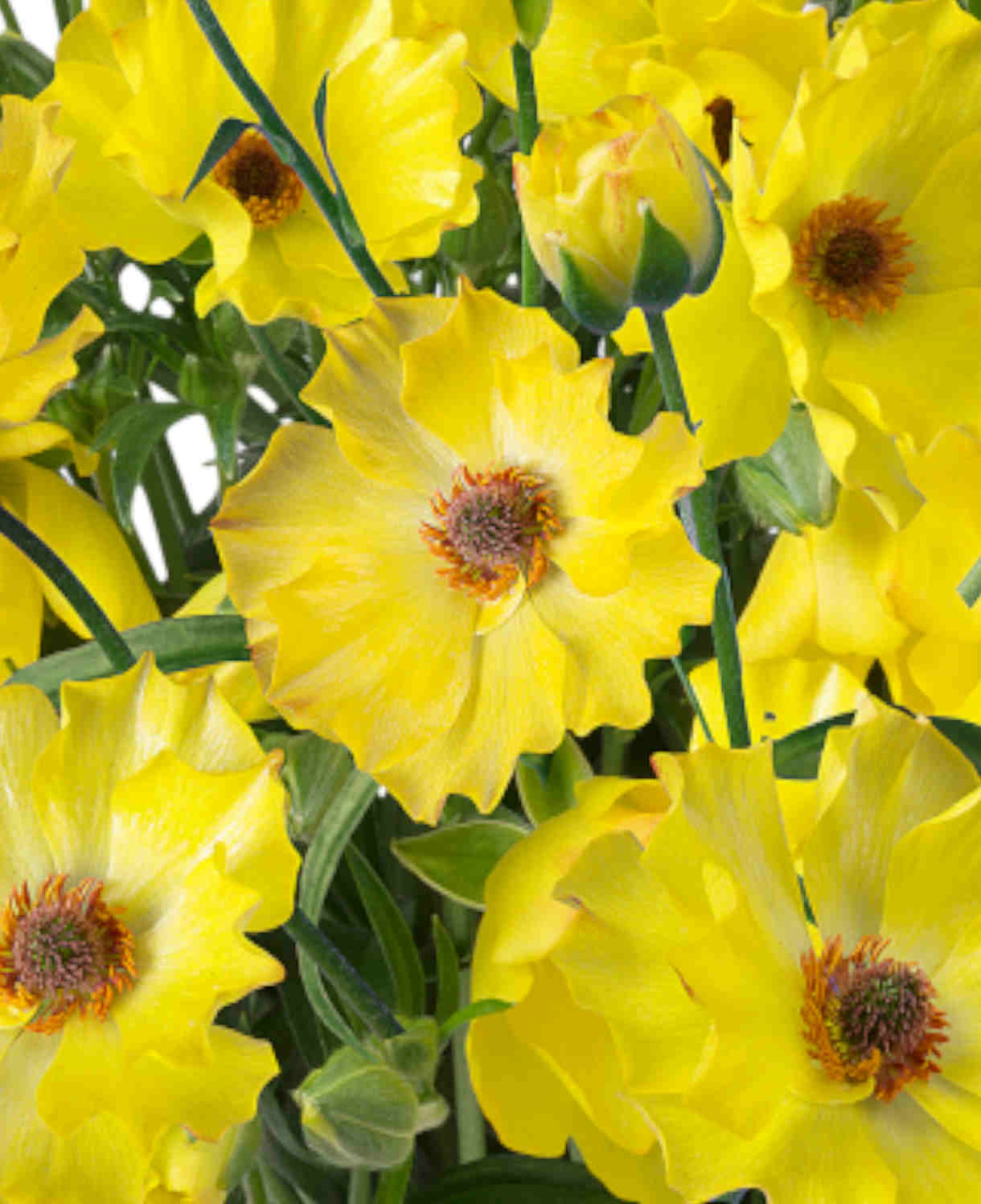 Growers Favourite Ranunculus Butterfly Mix - Tubers | Set-of-6 | Multi