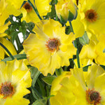 Growers Favourite Ranunculus Butterfly Mix | Set-of-3 | Multi