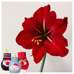 Amaryllis - 3 Pcs. - Hippeastrum 'xmas Sweater Mix' - Flower Bulb - Red
