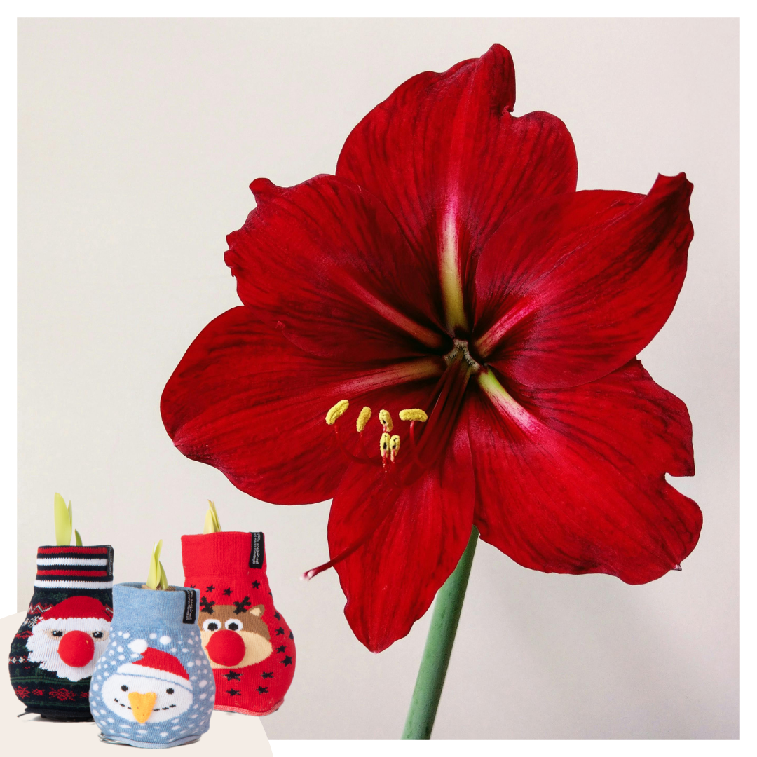 Amaryllis - 3 Pcs. - Hippeastrum 'xmas Sweater Mix' - Flower Bulb - Red