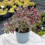 Weigela 'all Summer Monet' Variegated Dwarf Shrub | 1 x 3L | Pink
