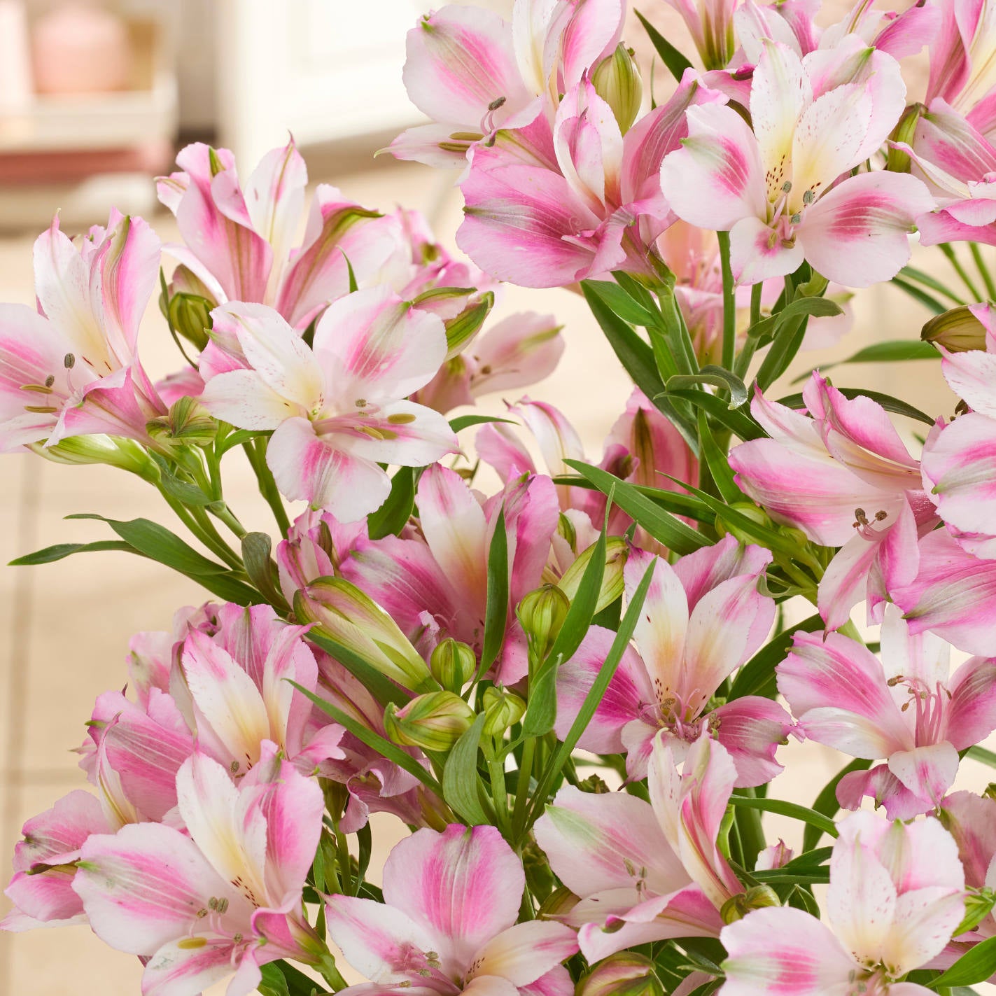 Hayloft Alstroemeria Duchesse D'anjou 'emily' 3 X 9cm Pots