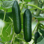 Cucumber Outdoor Duo - Mini Muncher & Burpless Tasty Green | 6 x Jumbo Plugs | Green