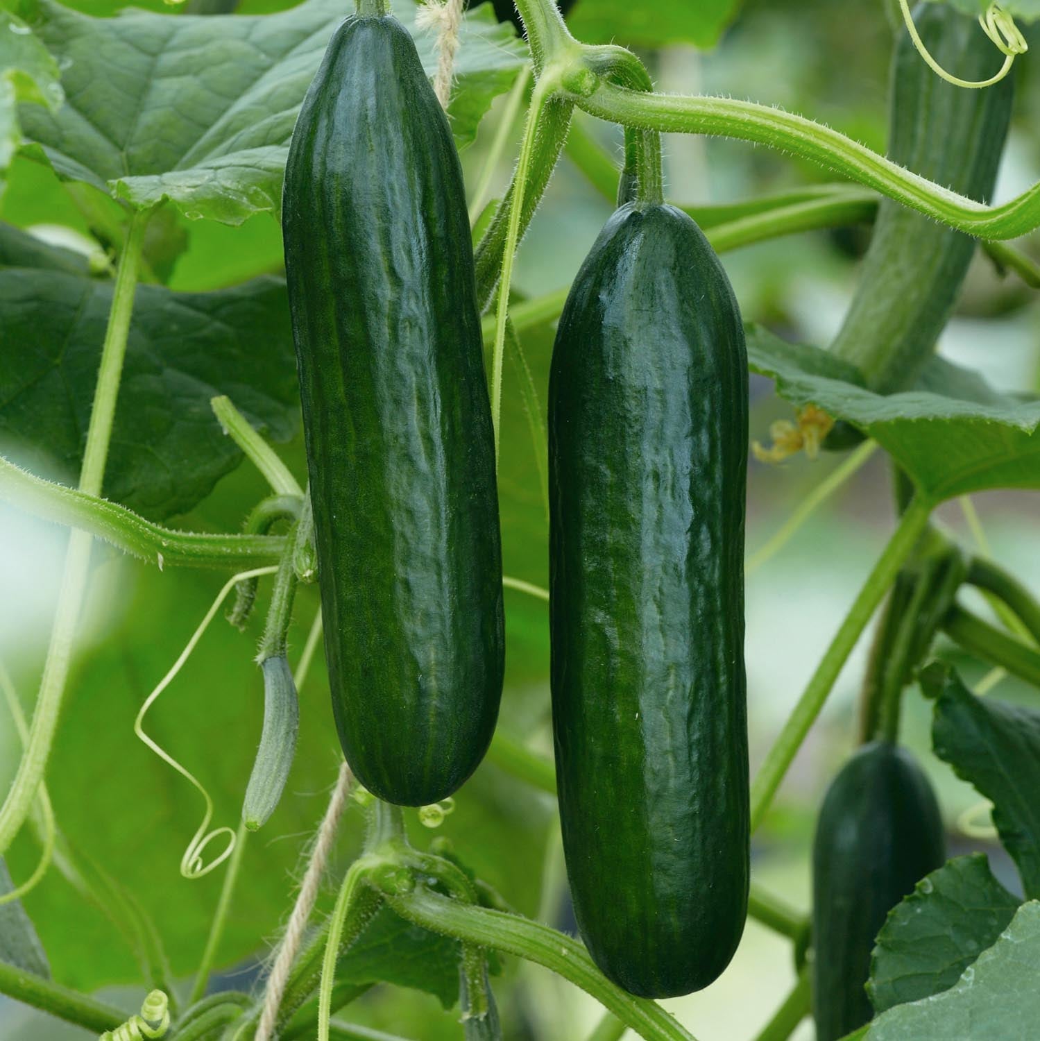 Cucumber Outdoor Duo - Mini Muncher & Burpless Tasty Green | 6 x Jumbo Plugs | Green