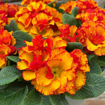 Primula Acaulis 'chinese New Year' - 9cm pots | 1 x 9cm | Deep Red