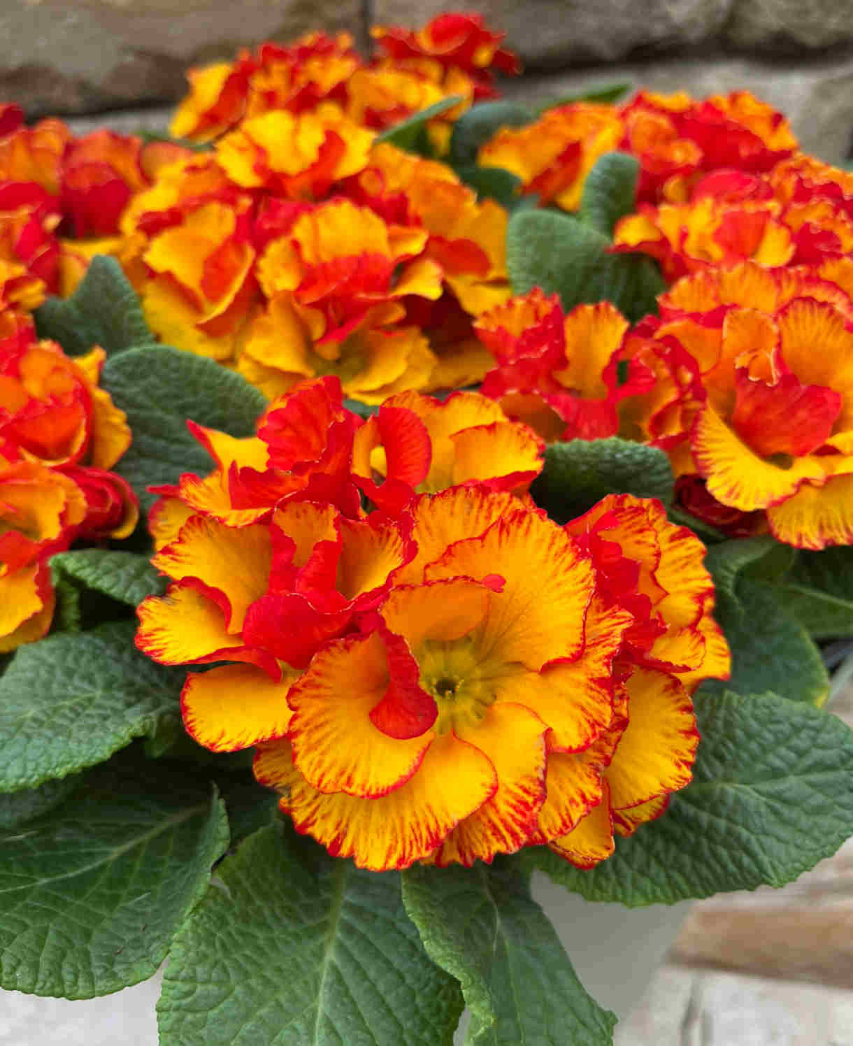 Primula Acaulis 'chinese New Year' - 9cm pots | 3 x 9cm | Deep Red