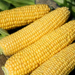 Sweetcorn 'swift' Seedlings | 16 x Pro Grower Plugs | Yellow