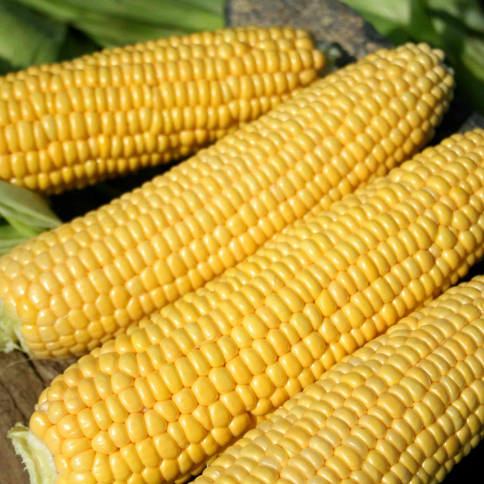 Sweetcorn 'swift' Seedlings | 16 x Pro Grower Plugs | Yellow