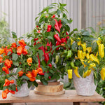 Sweet Pepper 'peppers From Heaven' - Compact Patio Variety Seeds | 8 Seeds