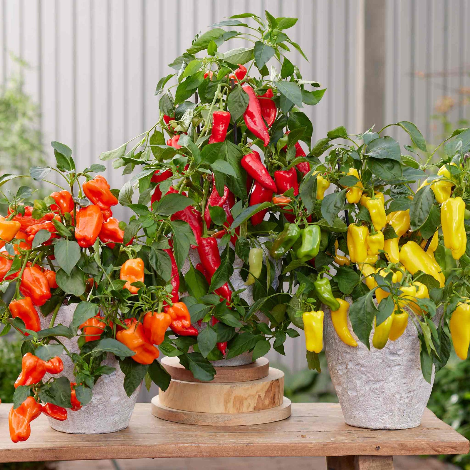 Sweet Pepper 'peppers From Heaven' - Compact Patio Variety Seeds | 8 Seeds