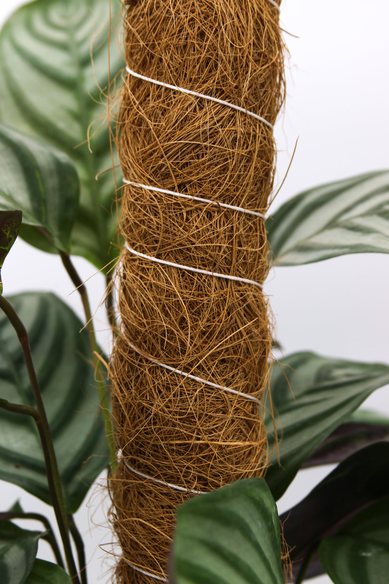 Grow Pole | 140cm