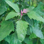Tree Spinach Plant | 1 x 1L