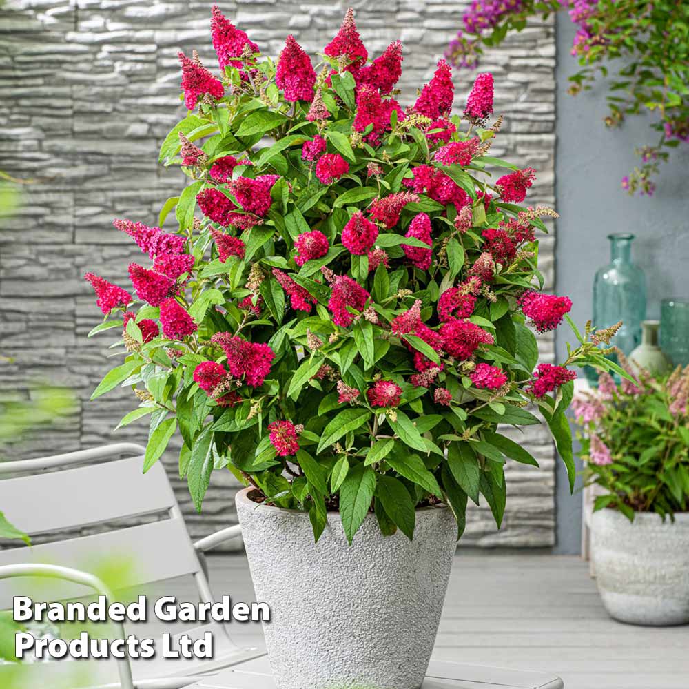 Thompson & Morgan Buddleja Butterfly Candy Little Ruby 9cm Pot X 1