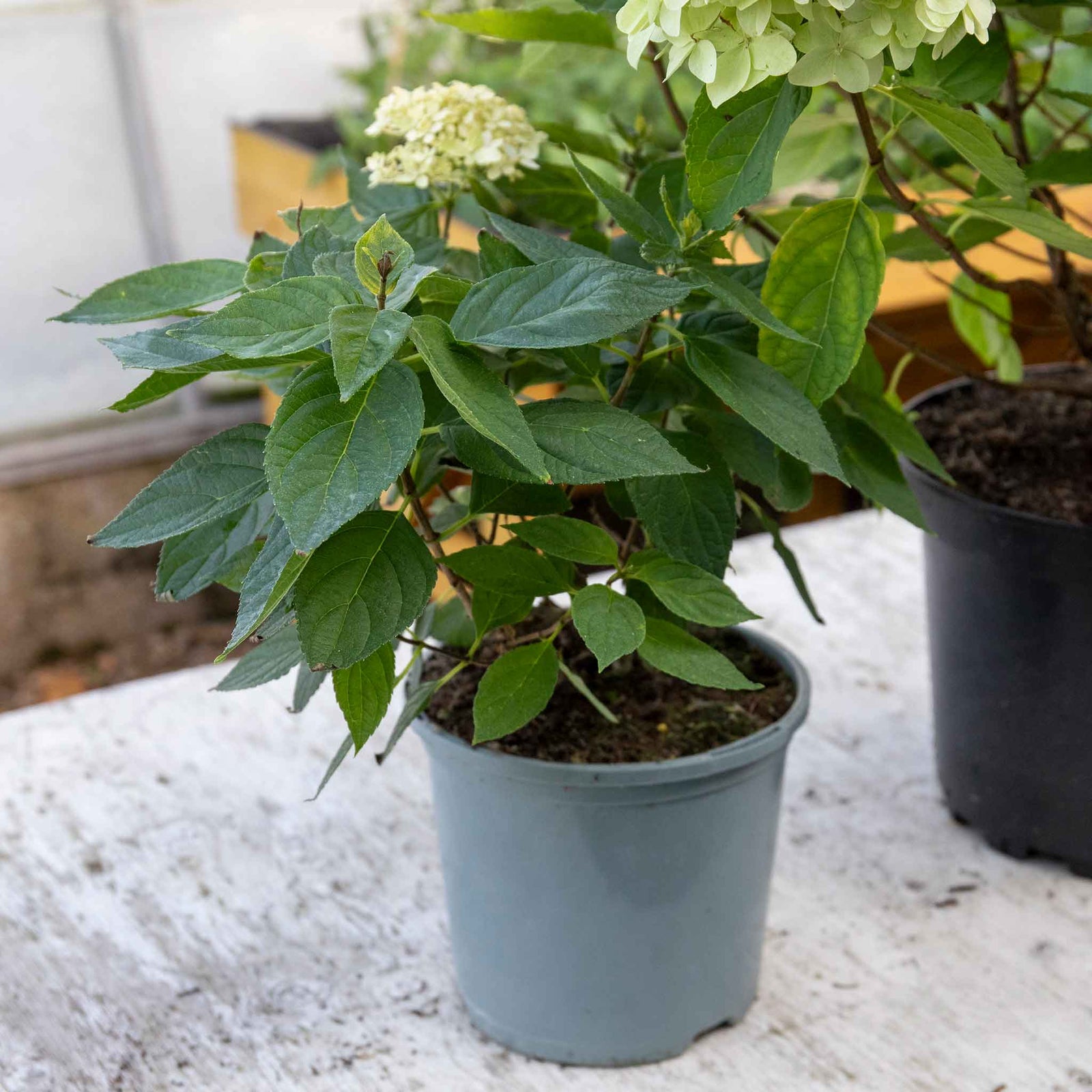 Hydrangea Paniculata 'little Spooky', Dwarf 50 Cm Shrub For Shade | 1 x 9cm | Green